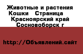 Животные и растения Кошки - Страница 4 . Красноярский край,Сосновоборск г.